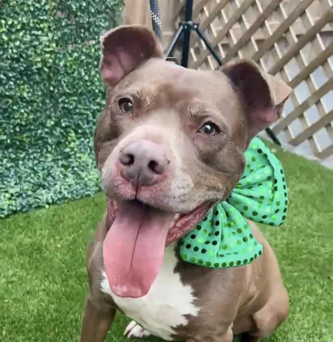 Lucky, a Adoptable mixed breed in Roswell, GA image 1/6