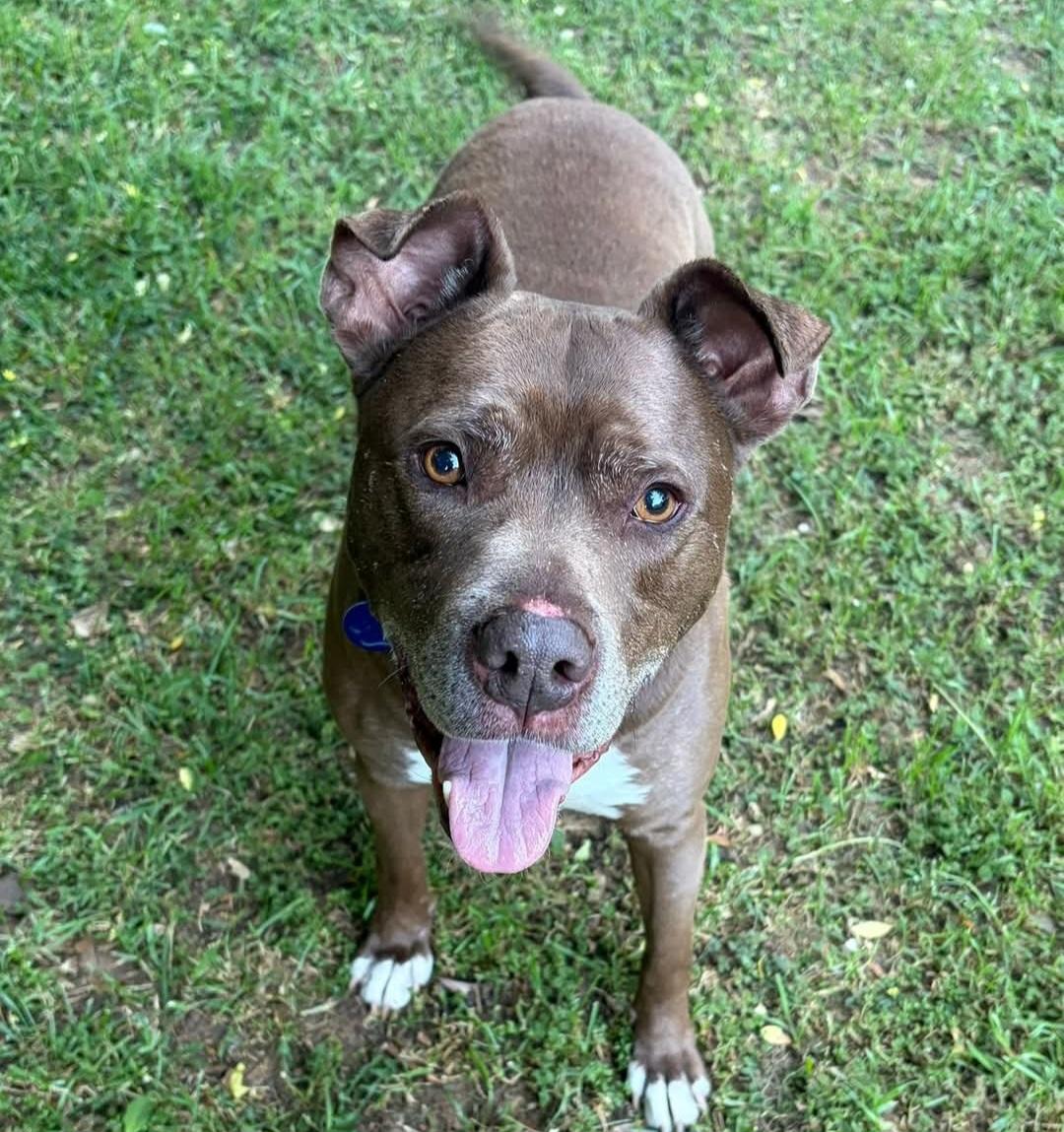 Lucky, a Adoptable mixed breed in Roswell, GA image 4/6