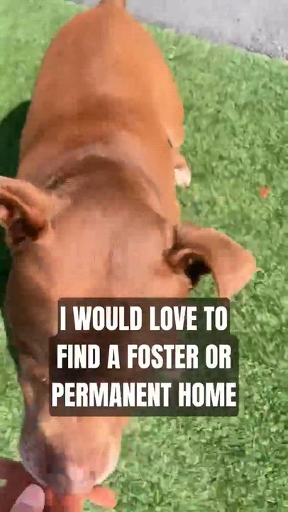 Enlarge Lucky, a Adoptable mixed breed in Roswell, GA video 6/6
