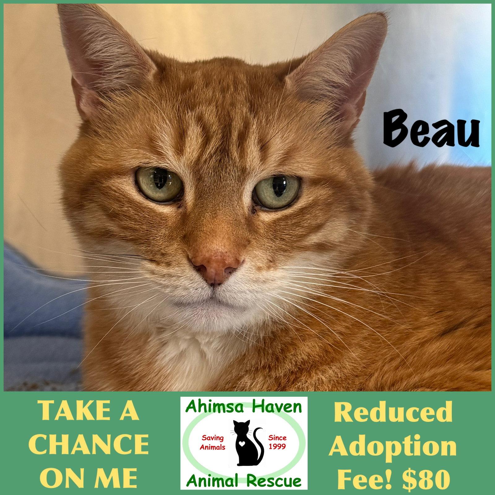 Enlarge Beau, a Adopted mixed breed in Winchendon, MA image 1/1