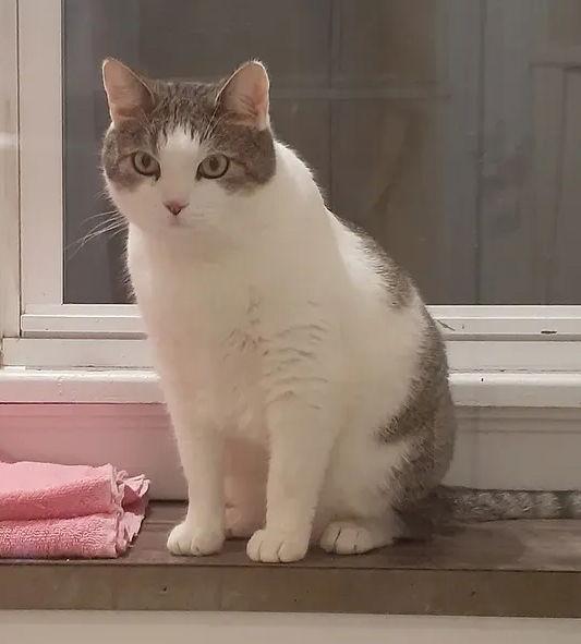 Brian, Adoptable, Adult Male Domestic Short Hair.