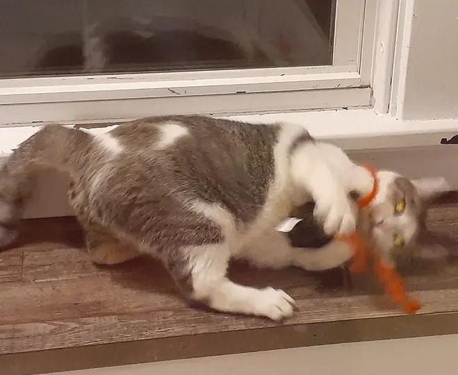 Enlarge Brian, a Adoptable Domestic Short Hair in Pittsburgh, PA image 2/3