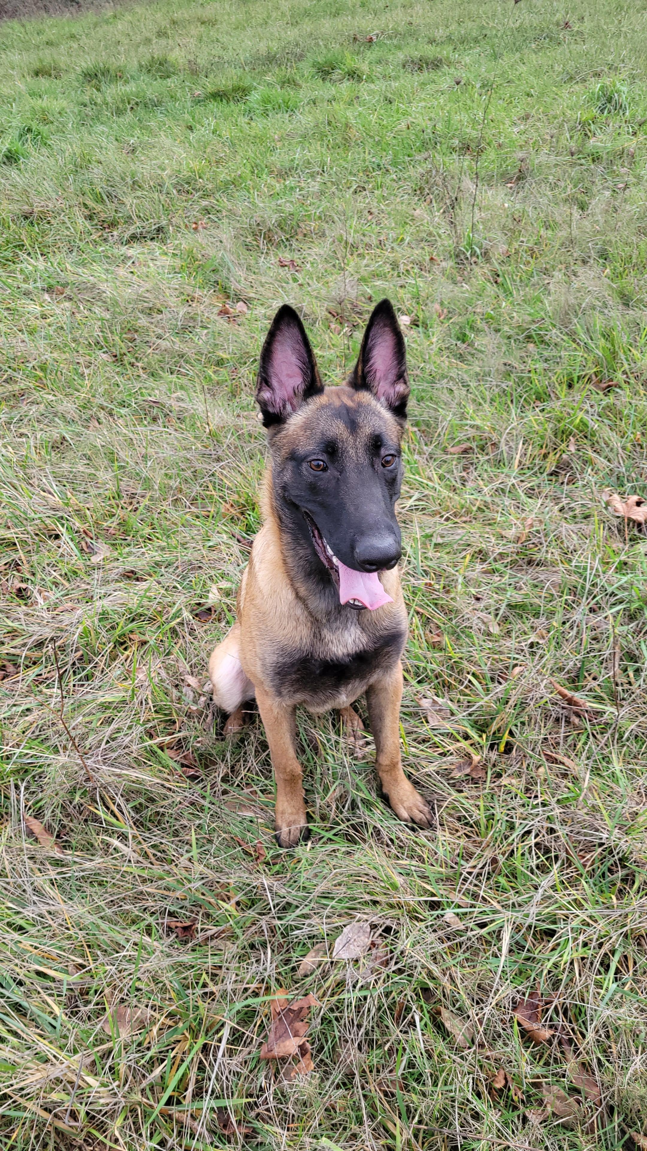 Usko, Adoptable, Young Male Belgian Shepherd / Malinois.