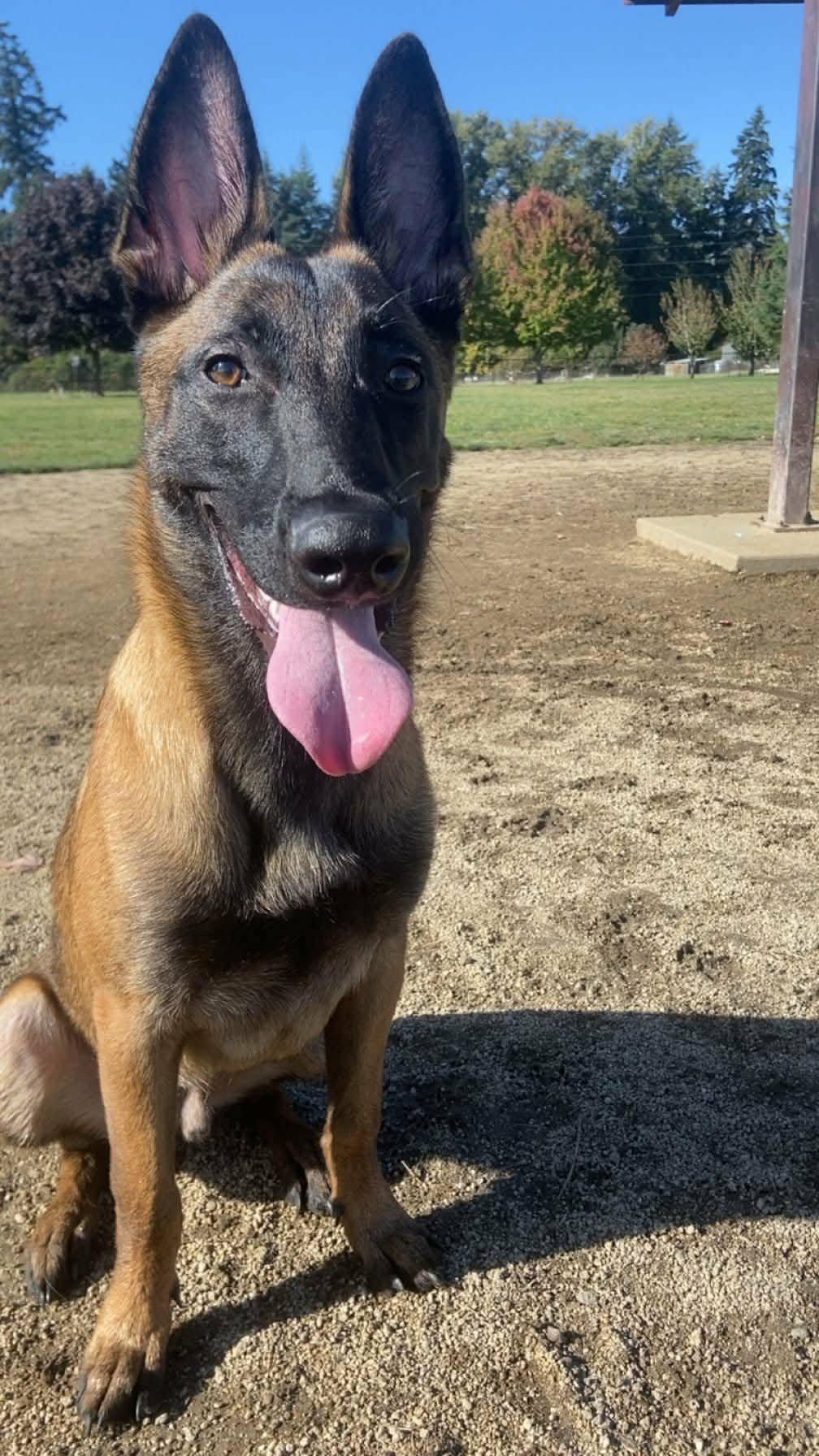 Enlarge Usko, a Adoptable Belgian Shepherd / Malinois in Vancouver, WA image 2/2