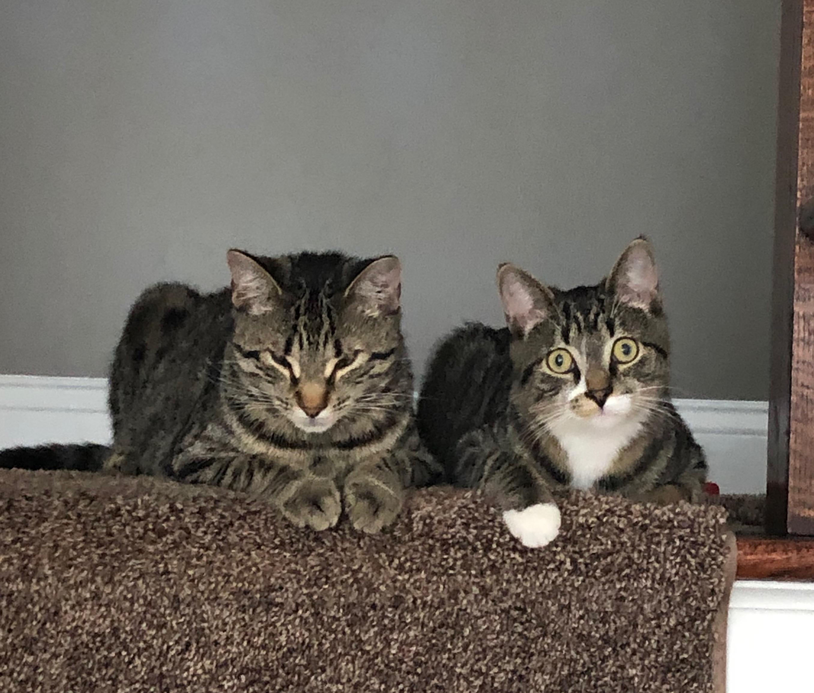 Boots and Davey, Adoptable, Adult Female American Shorthair.