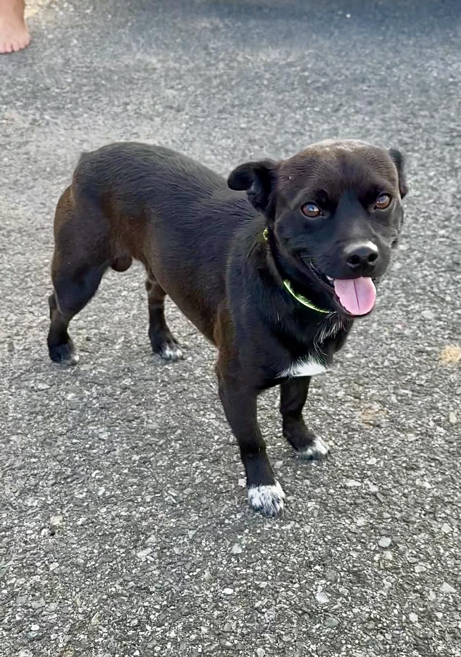 Enlarge Tito - small, cuddly lap dog, loving, well behaved & quiet, a Adoptable mixed breed in Fort Lauderdale, FL image 6/6