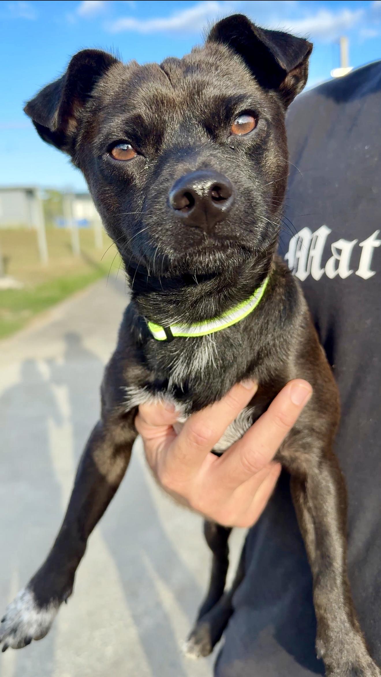 Enlarge Tito - small, cuddly lap dog, loving, well behaved & quiet, a Adoptable mixed breed in Fort Lauderdale, FL image 4/6