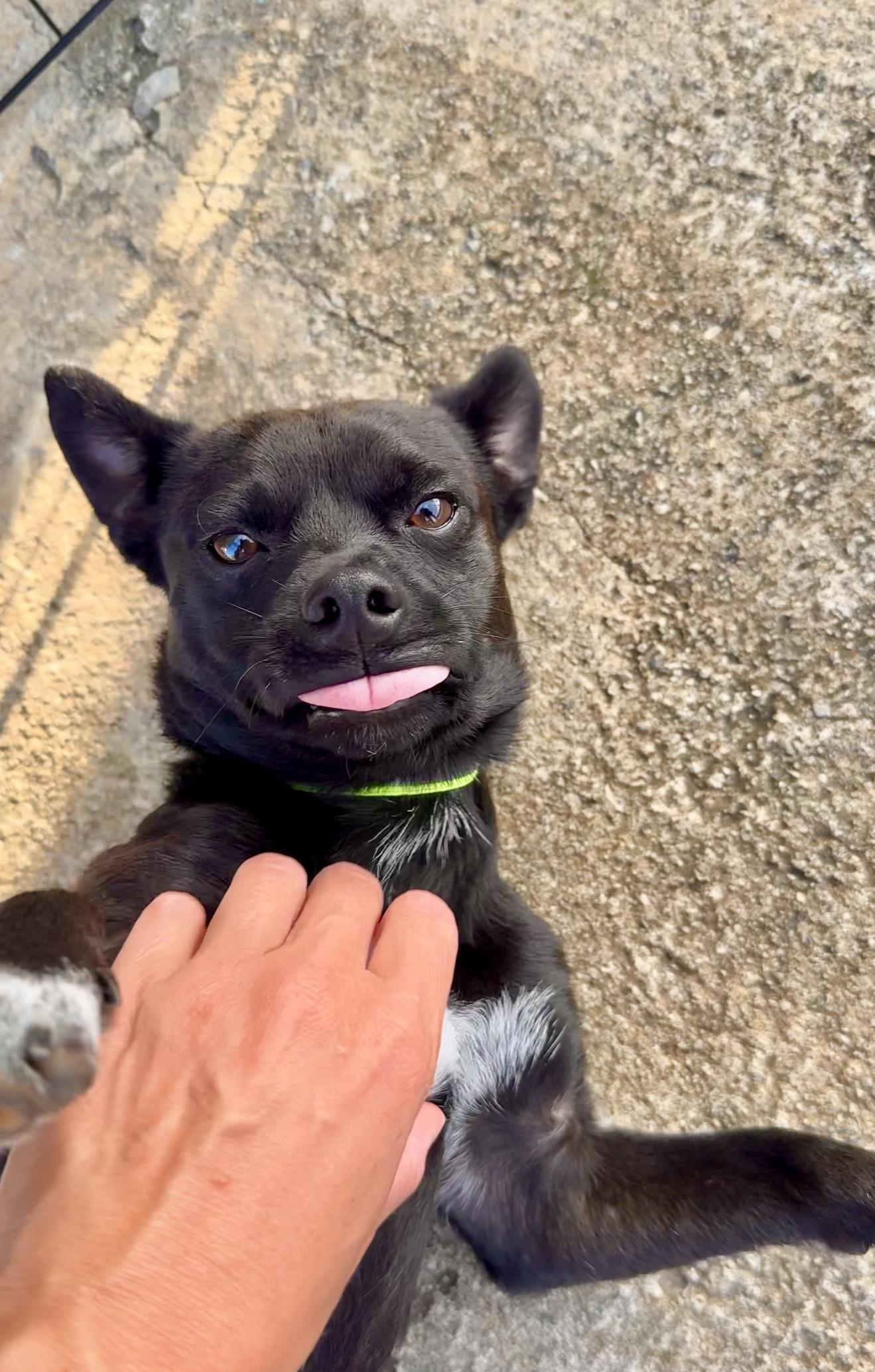 Enlarge Tito - small, cuddly lap dog, loving, well behaved & quiet, a Adoptable mixed breed in Fort Lauderdale, FL image 1/6