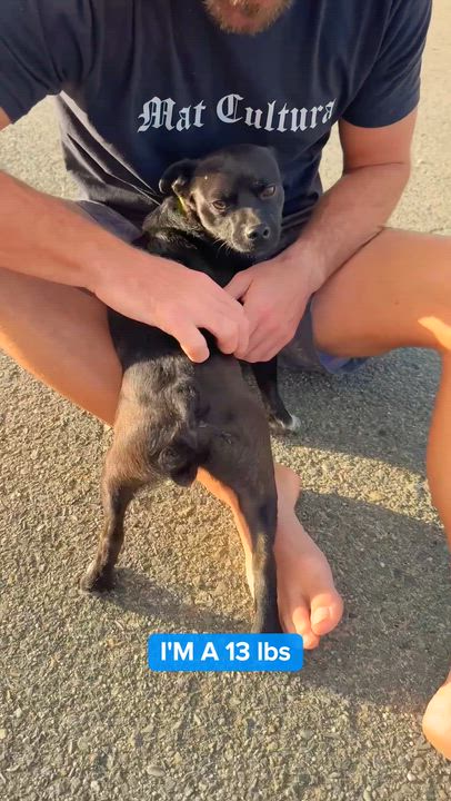 Enlarge Tito - small, cuddly lap dog, loving, well behaved & quiet, a Adoptable mixed breed in Fort Lauderdale, FL video 2/6