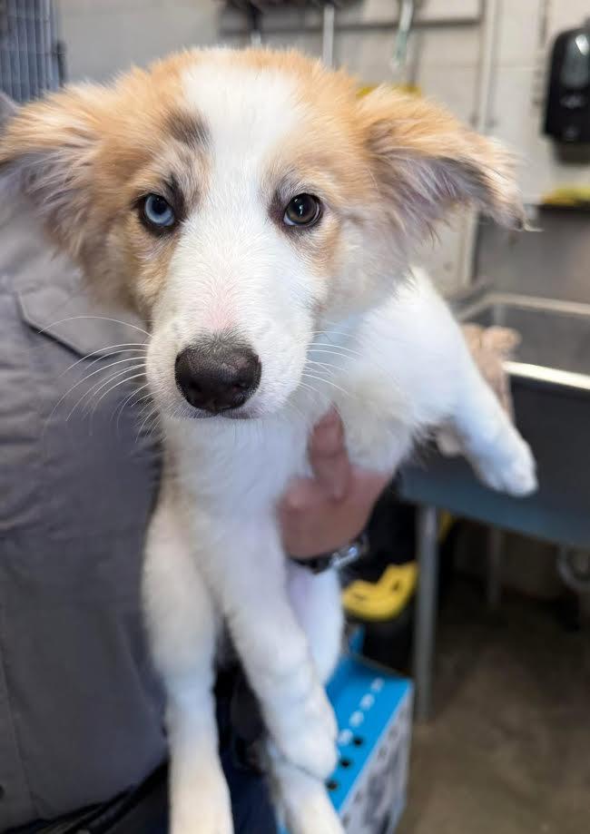 Lassie, ADOPTABLE, Young Female Australian Shepherd.