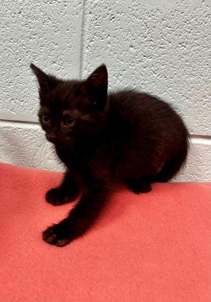 Enlarge Maytag, a Adoptable mixed breed in Spruce Pine, NC image 1/1