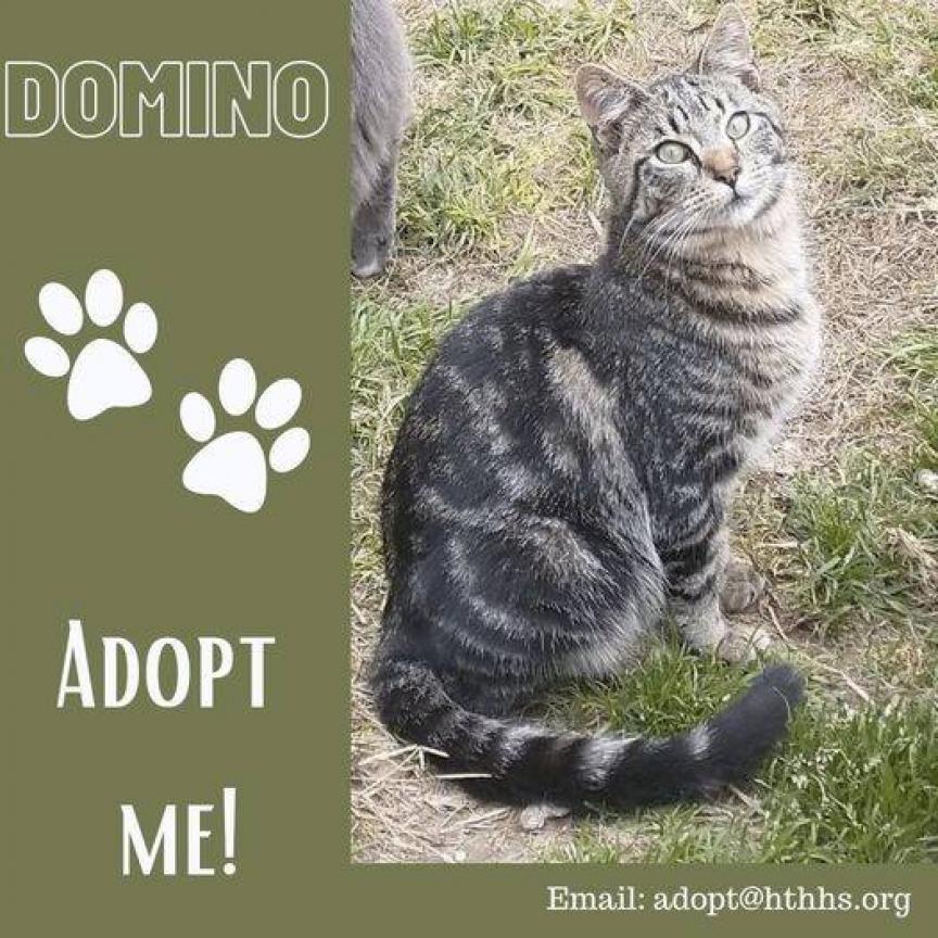 Enlarge Domino, a Adoptable Domestic Short Hair in Nashville, GA image 1/2