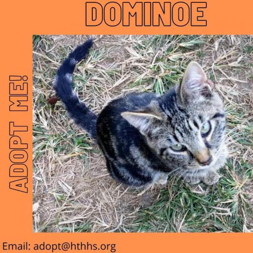 Enlarge Domino, a Adoptable Domestic Short Hair in Nashville, GA image 2/2
