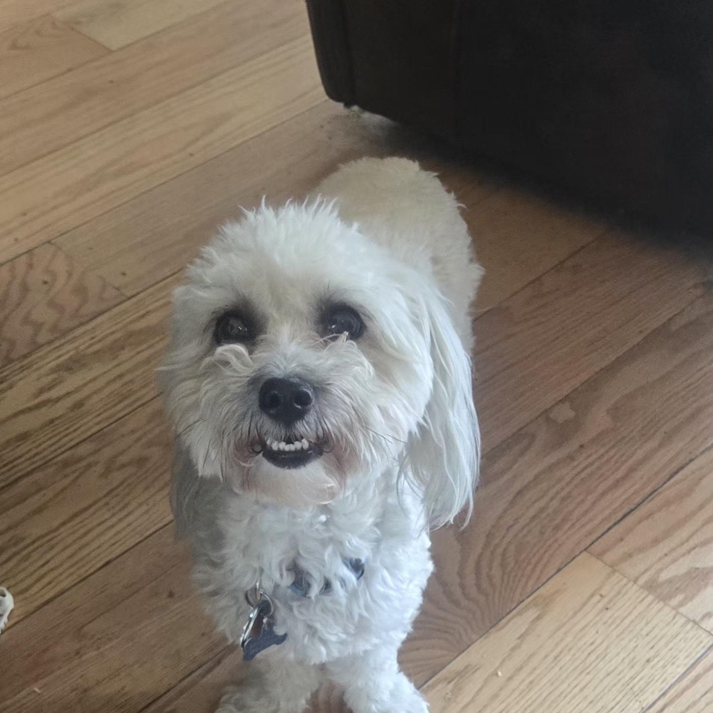 Enlarge Buddy, a Adoptable Coton de Tulear in West Valley, UT image 3/5