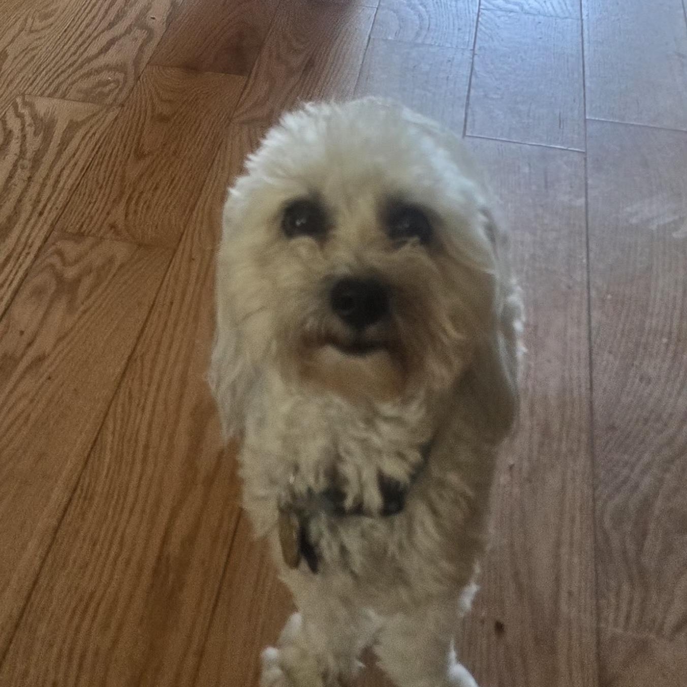 Enlarge Buddy, a Adoptable Coton de Tulear in West Valley, UT image 2/5