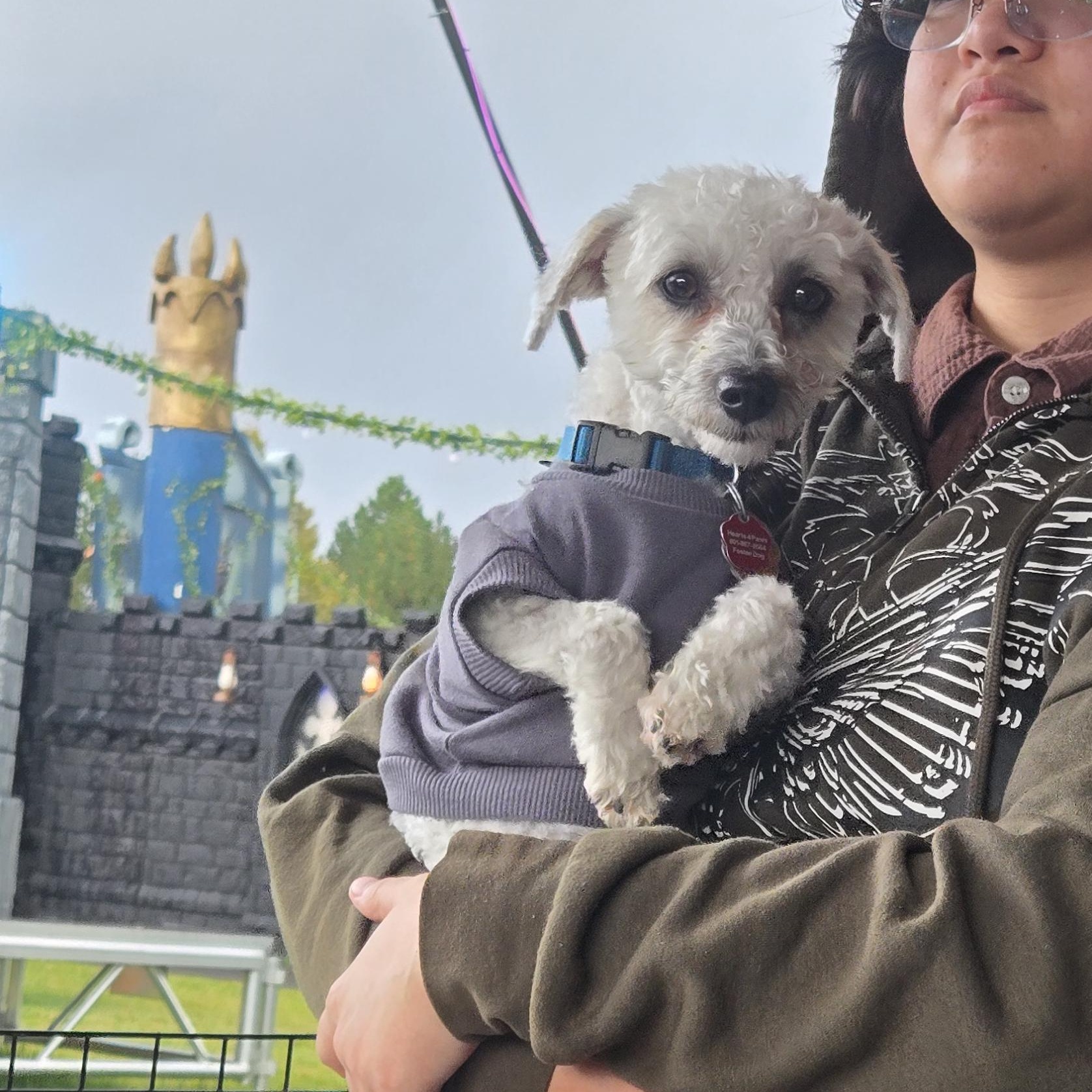 Buddy, Adoptable, Adult Male Coton de Tulear.