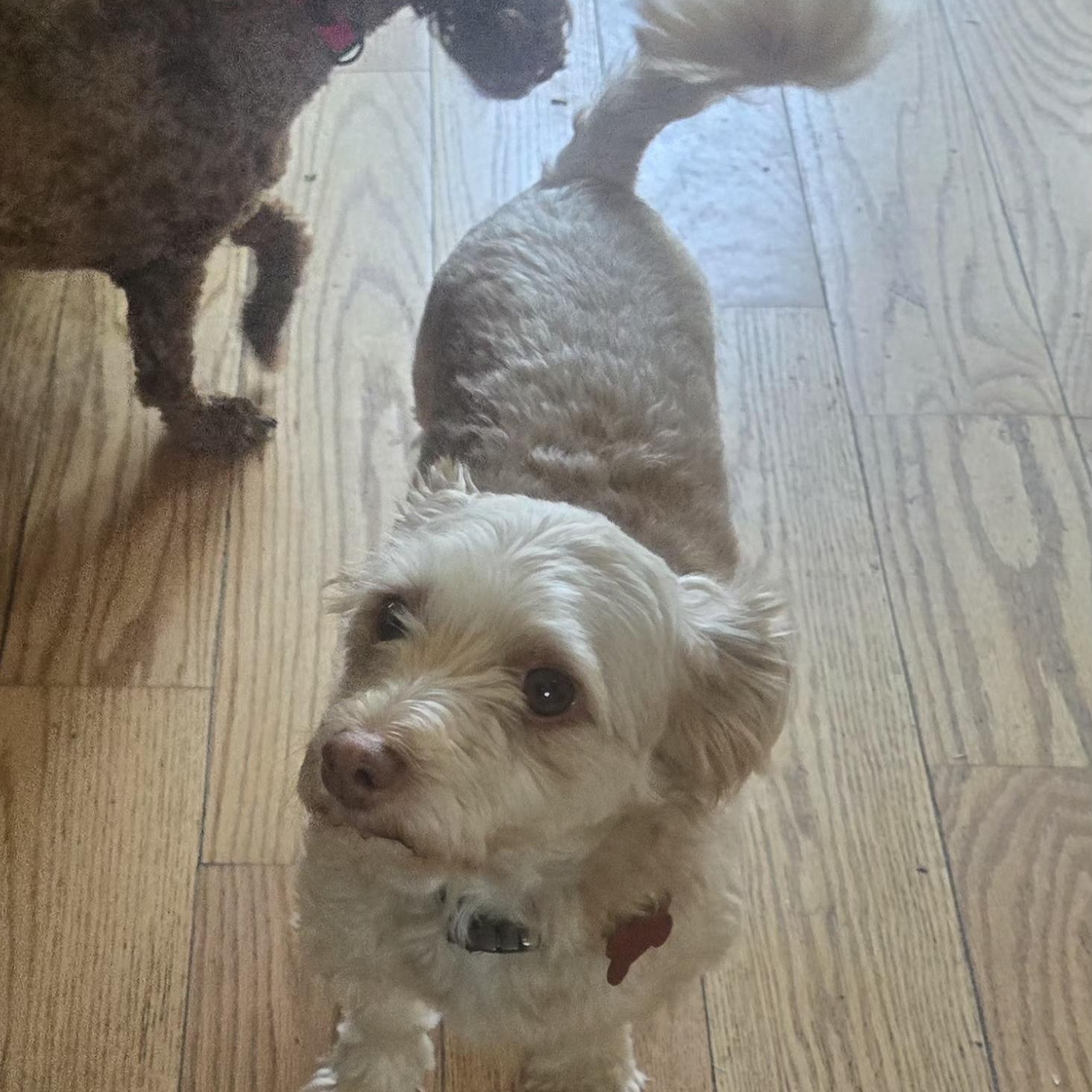 Enlarge Buddy, a Adoptable Coton de Tulear in West Valley, UT image 4/5