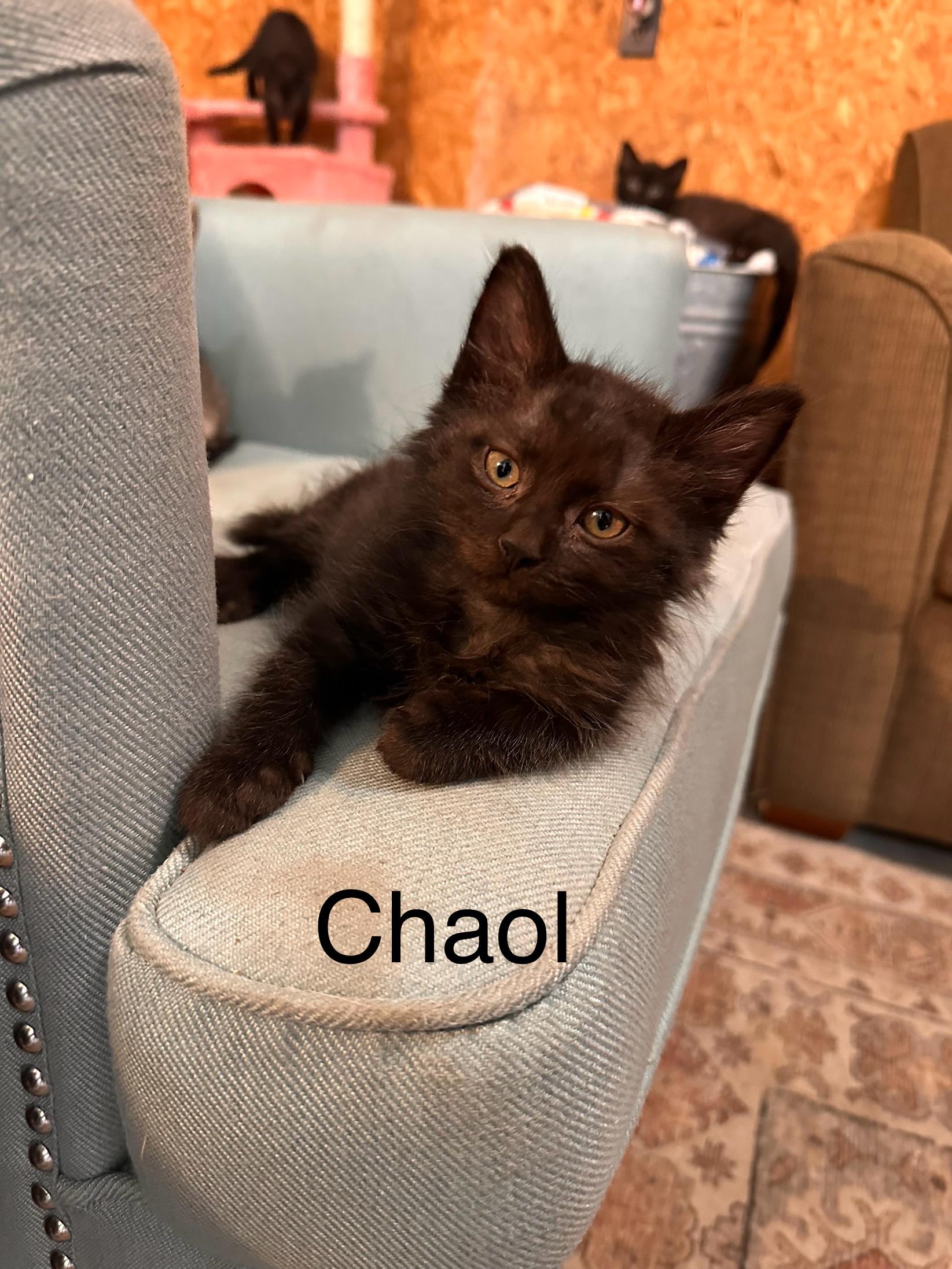 Chaol, Young Male unknown