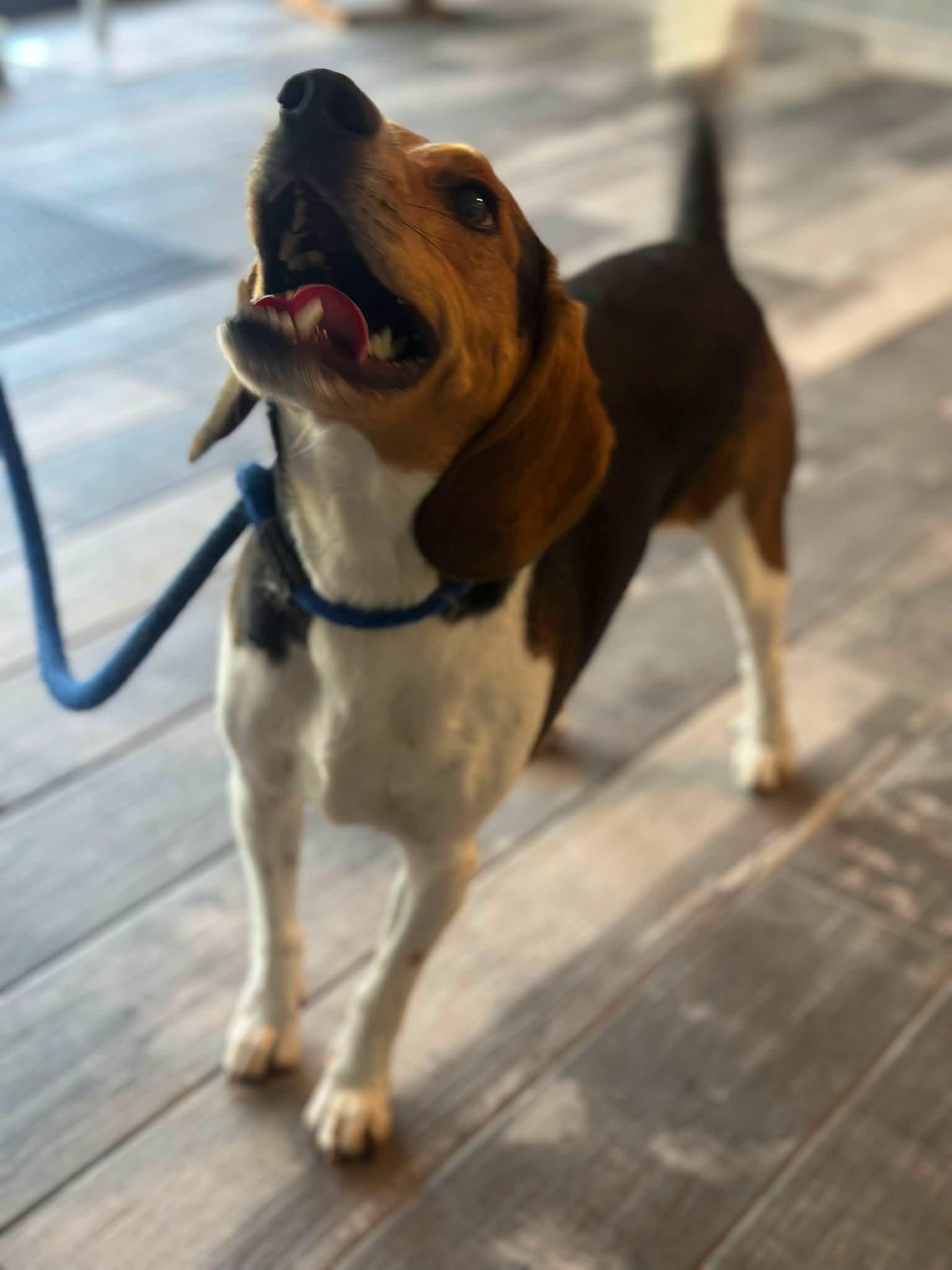 Solitaire, ADOPTABLE, Adult Male Beagle.