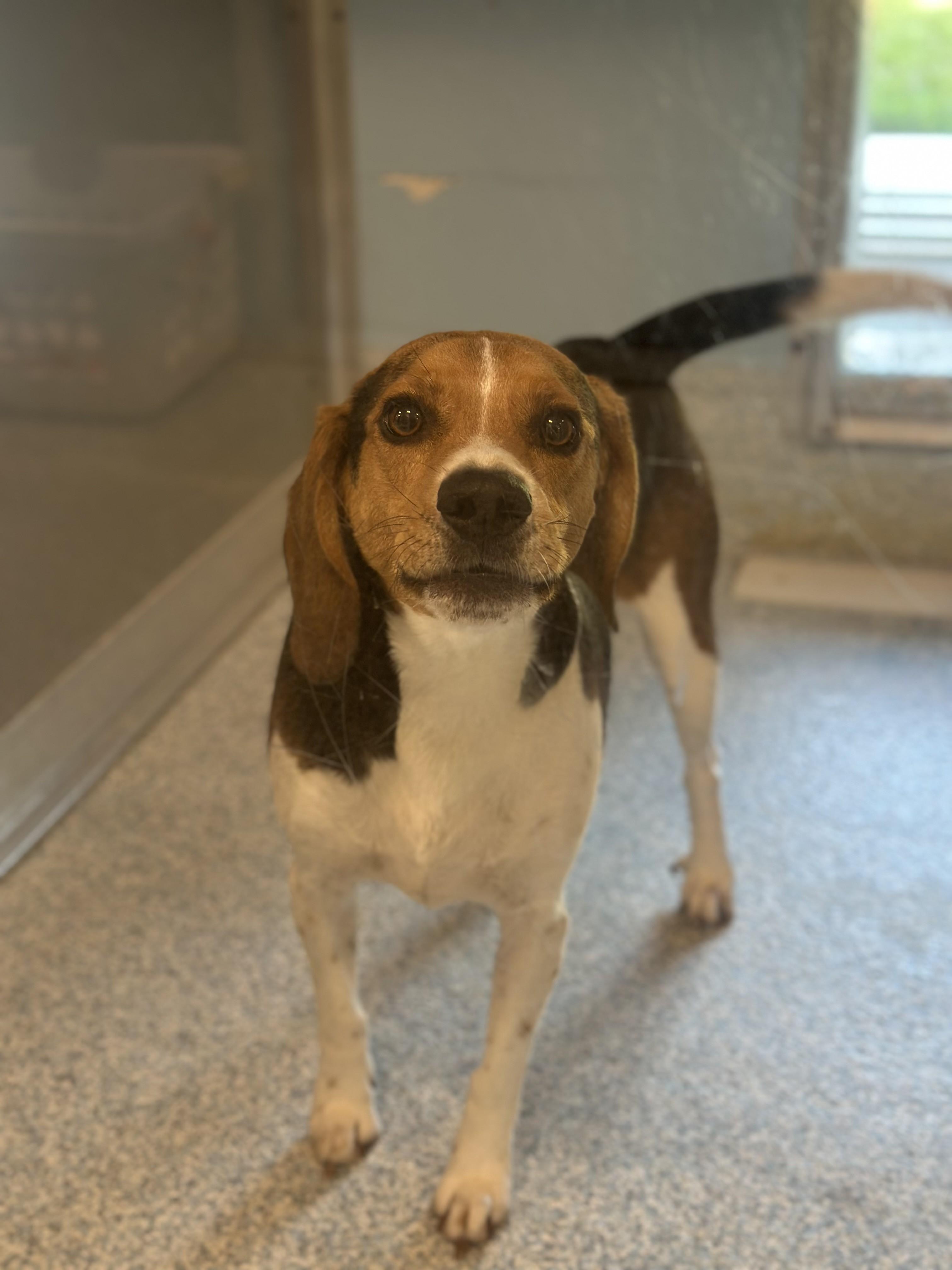 Solitaire, a ADOPTABLE Beagle in Stafford, VA image 2/2