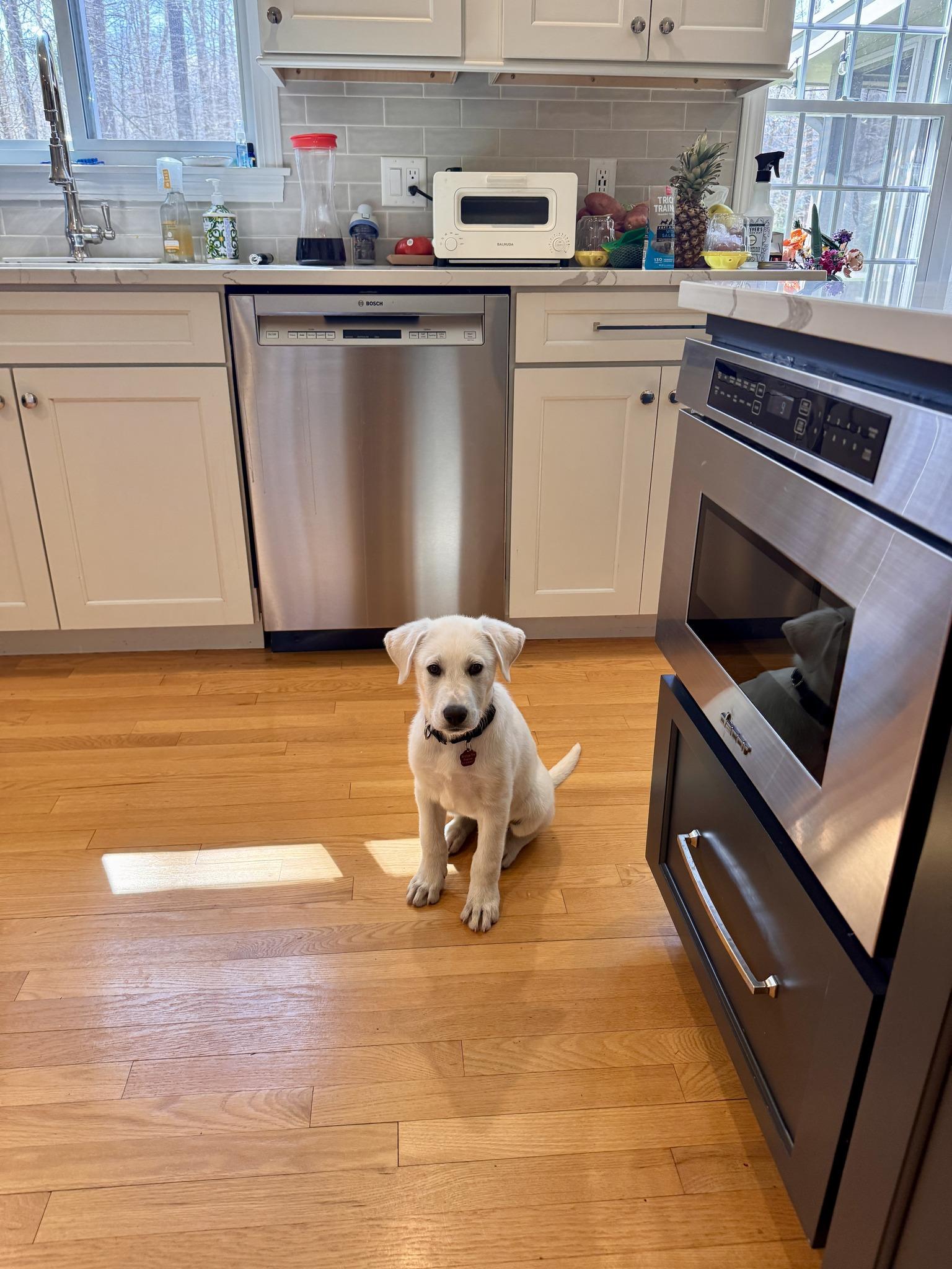 Enlarge LITTLE BEAR, an adopted mixed breed in Branford, CT image 6/6
