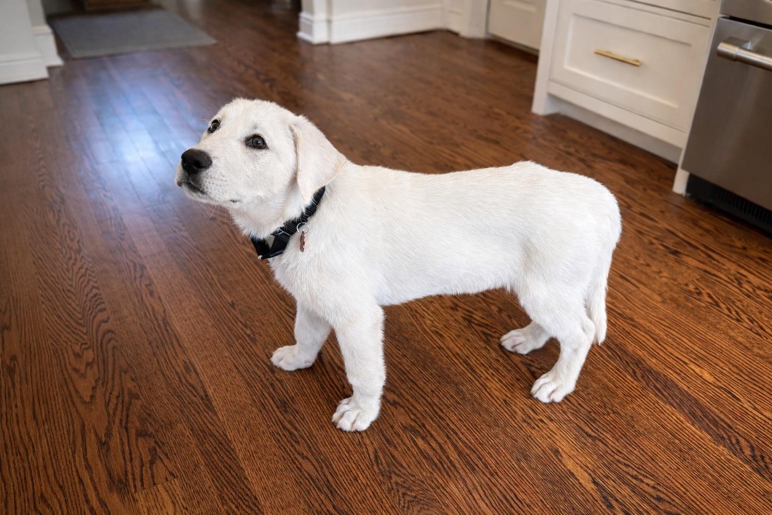 LITTLE BEAR, adopted, Puppy Male Labrador Retriever.