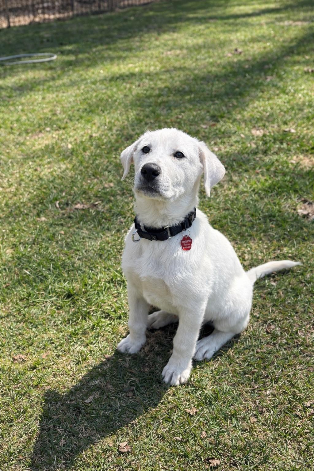 Enlarge LITTLE BEAR, an adopted mixed breed in Branford, CT image 3/6