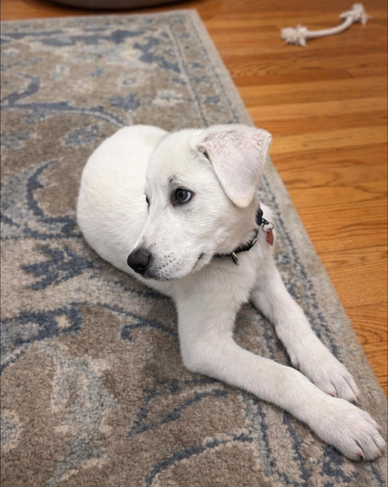 Enlarge LITTLE BEAR, an adopted mixed breed in Branford, CT image 4/6