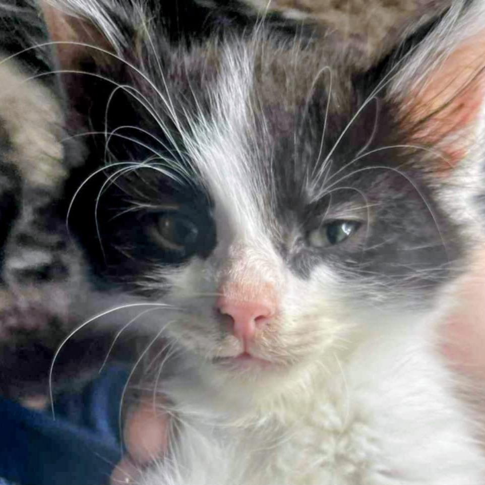 Onyx, Adoptable, Young Male Domestic Short Hair.