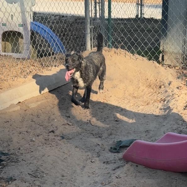 Alfalfa Bubbles — thumbnail 3