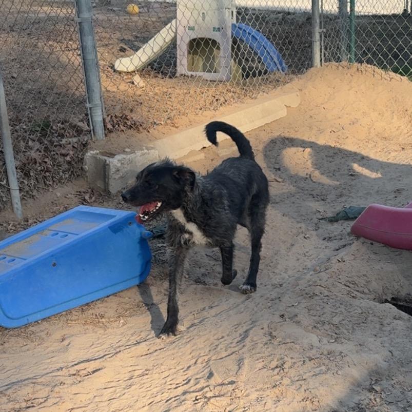 Alfalfa Bubbles — thumbnail 4