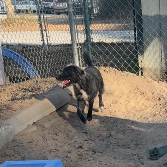 Alfalfa Bubbles — thumbnail 5