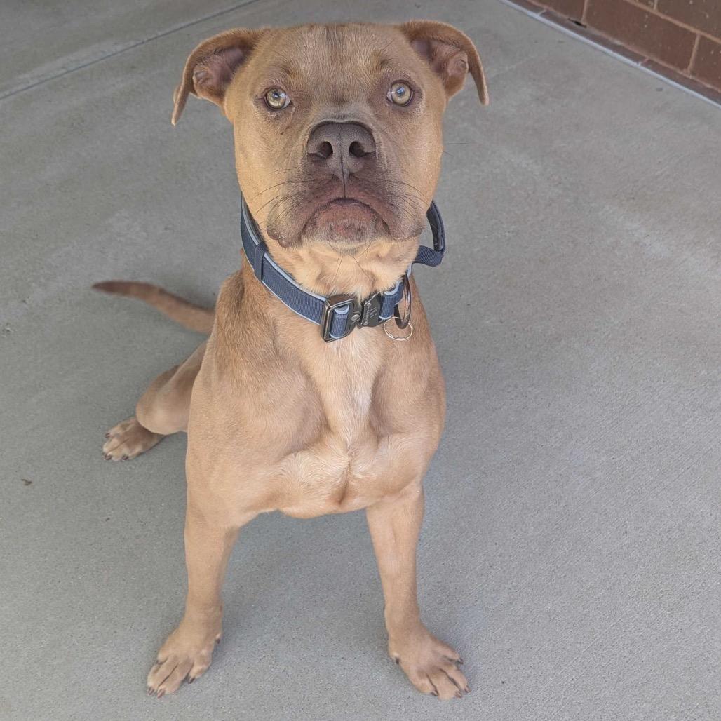 Ruffles 8582, a Adoptable Mixed Breed in Columbus, GA image 1/6