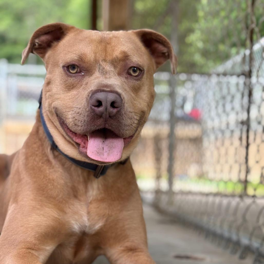 Ruffles 8582, a Adoptable Mixed Breed in Columbus, GA image 2/6