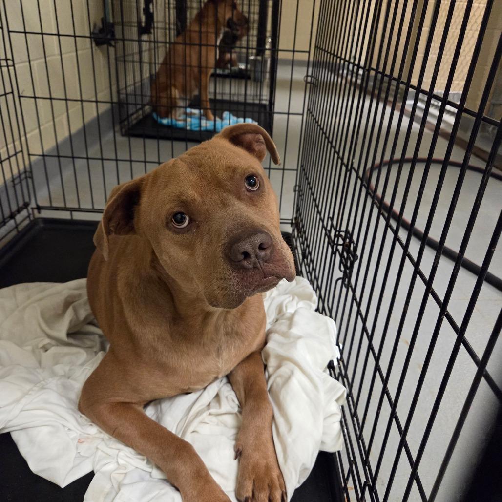 Ruffles 8582, a Adoptable Mixed Breed in Columbus, GA image 3/6