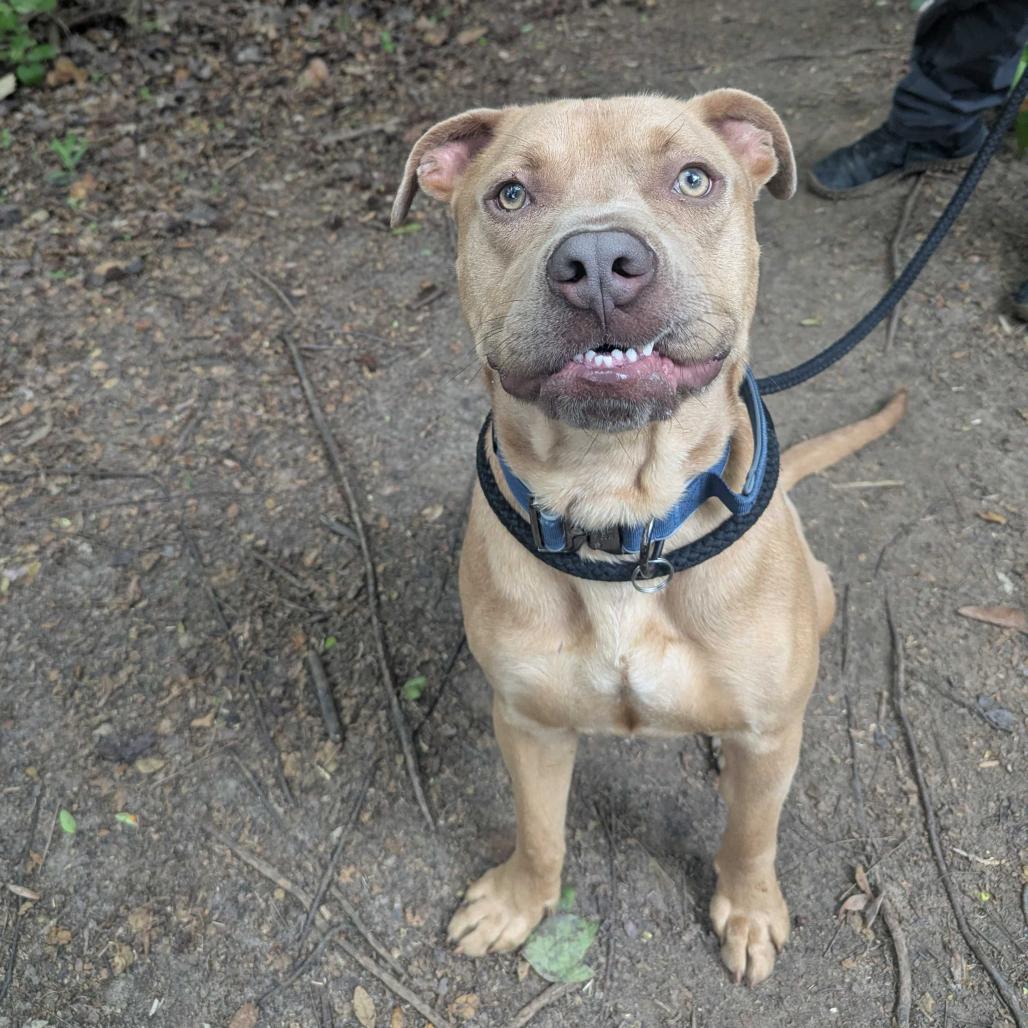 Ruffles 8582, a Adoptable Mixed Breed in Columbus, GA image 5/6
