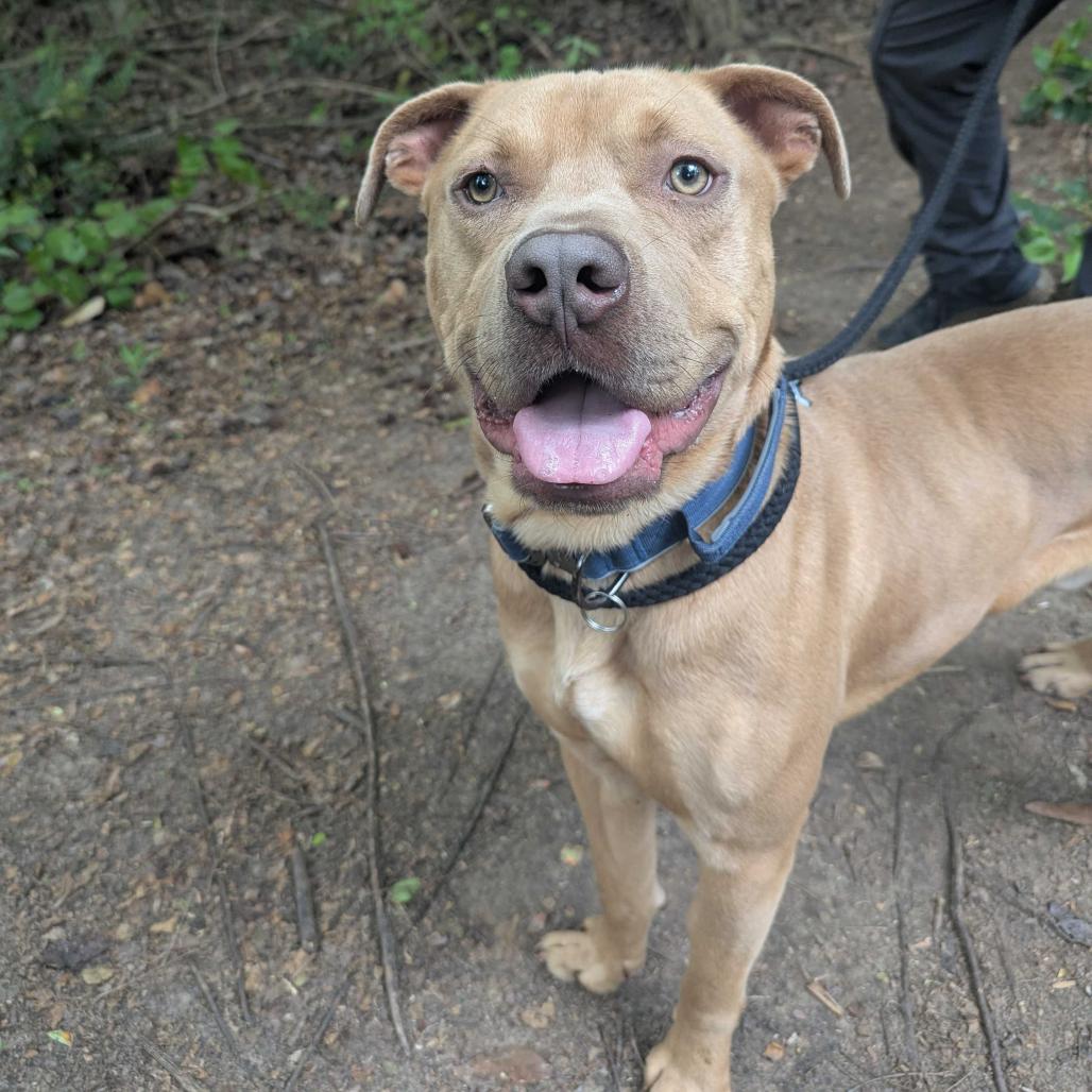 Ruffles 8582, a Adoptable Mixed Breed in Columbus, GA image 6/6