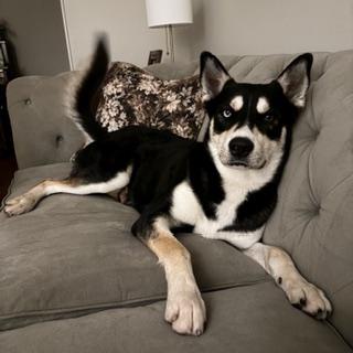 Enlarge Bandit, a ADOPTABLE mixed breed in Memphis, TN image 2/6