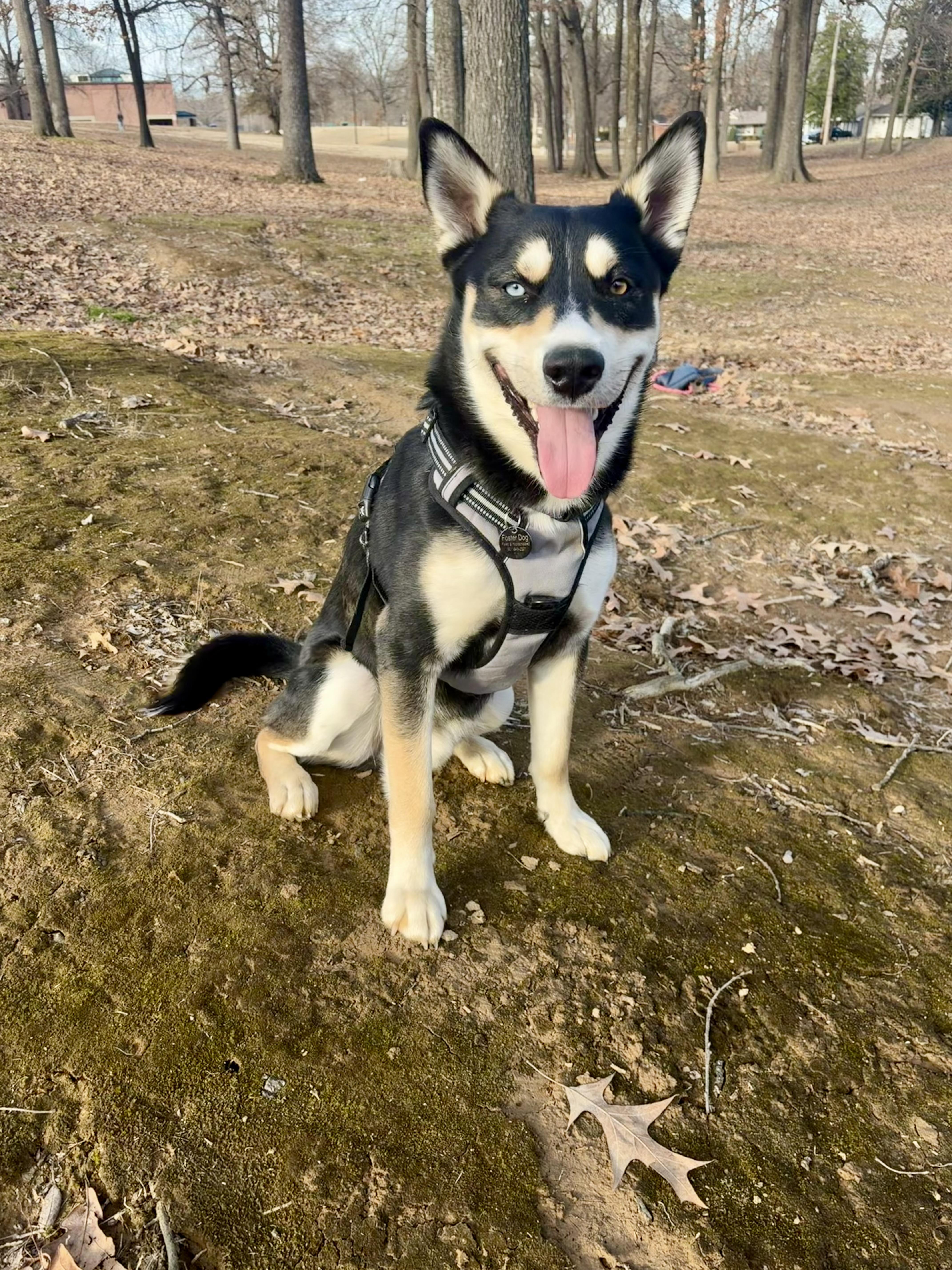 Bandit, ADOPTABLE, Young Male Husky.