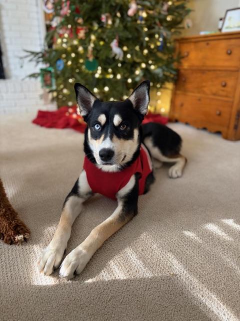 Enlarge Bandit, a ADOPTABLE mixed breed in Memphis, TN image 1/6
