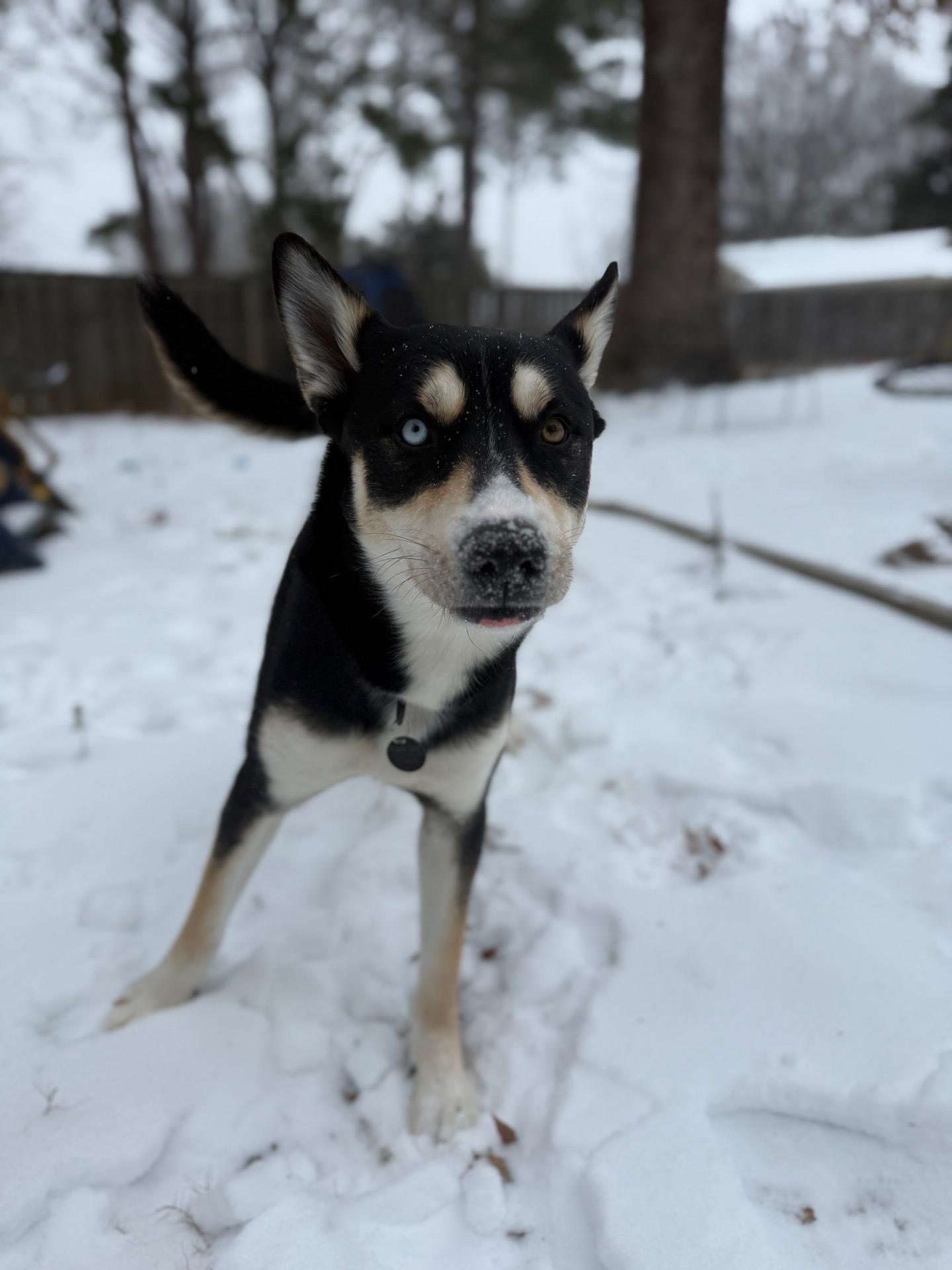 Bandit, a ADOPTABLE mixed breed in Memphis, TN image 1/6