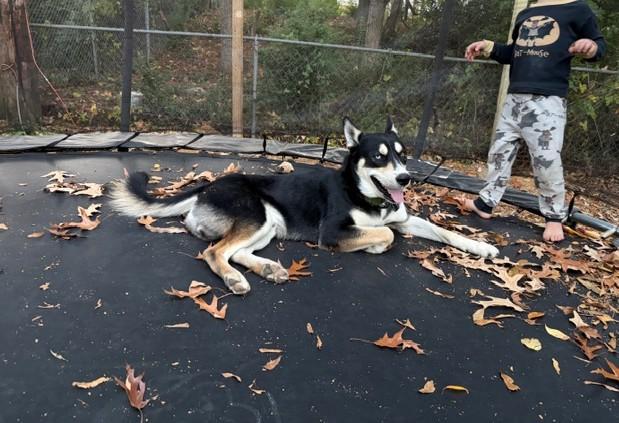 Enlarge Bandit, a ADOPTABLE mixed breed in Memphis, TN image 3/6