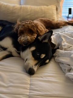 Enlarge Bandit, a ADOPTABLE mixed breed in Memphis, TN image 4/6