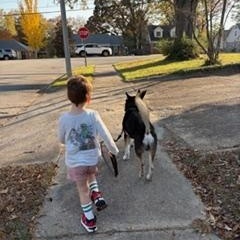 Enlarge Bandit, a ADOPTABLE mixed breed in Memphis, TN image 5/6