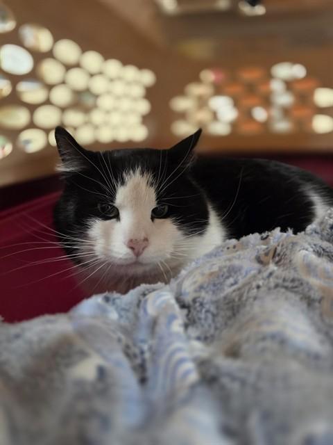 BOB, Adoptable, Young Male Domestic Short Hair.