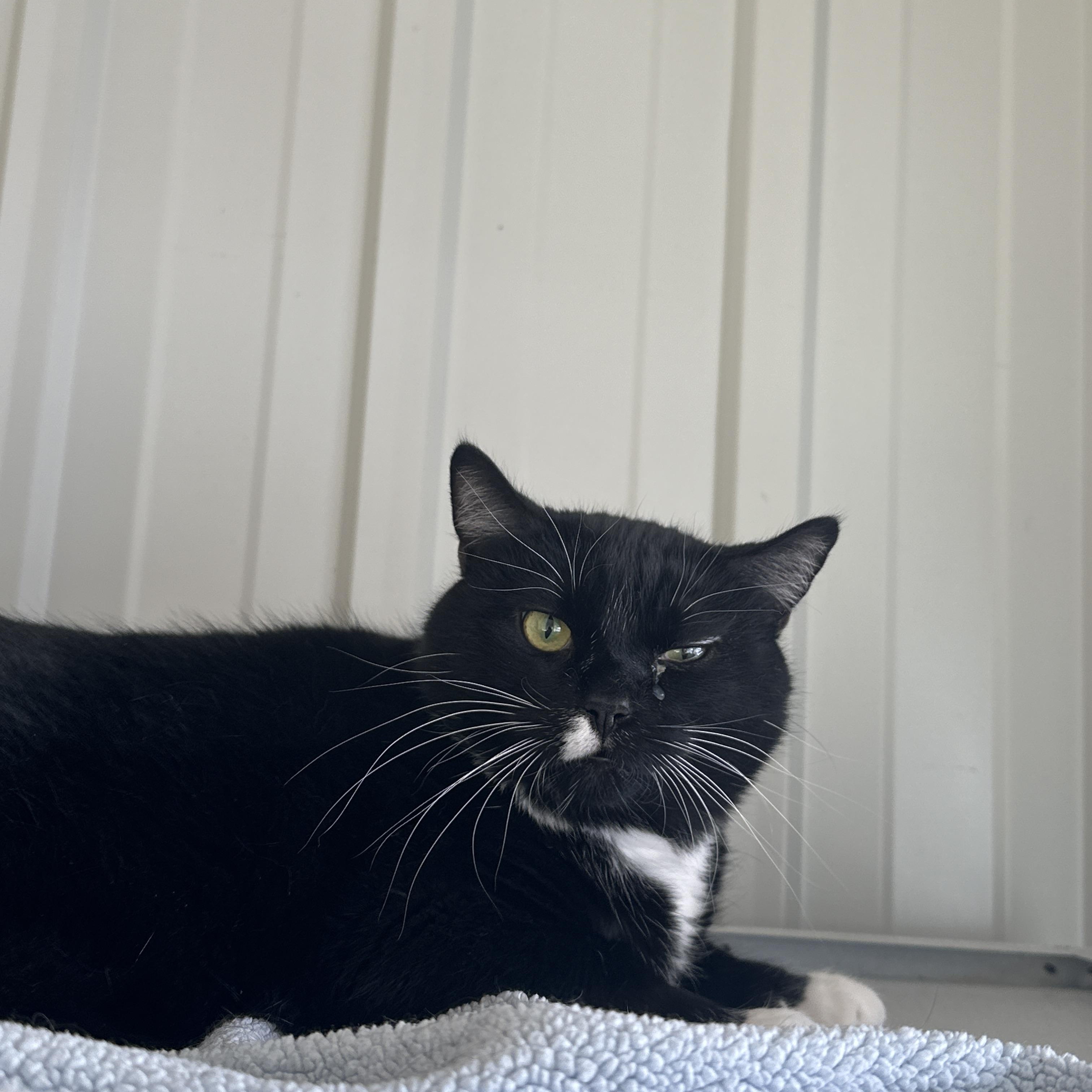 Enlarge Monkey, a ADOPTABLE Domestic Short Hair in Mauston, WI image 1/2