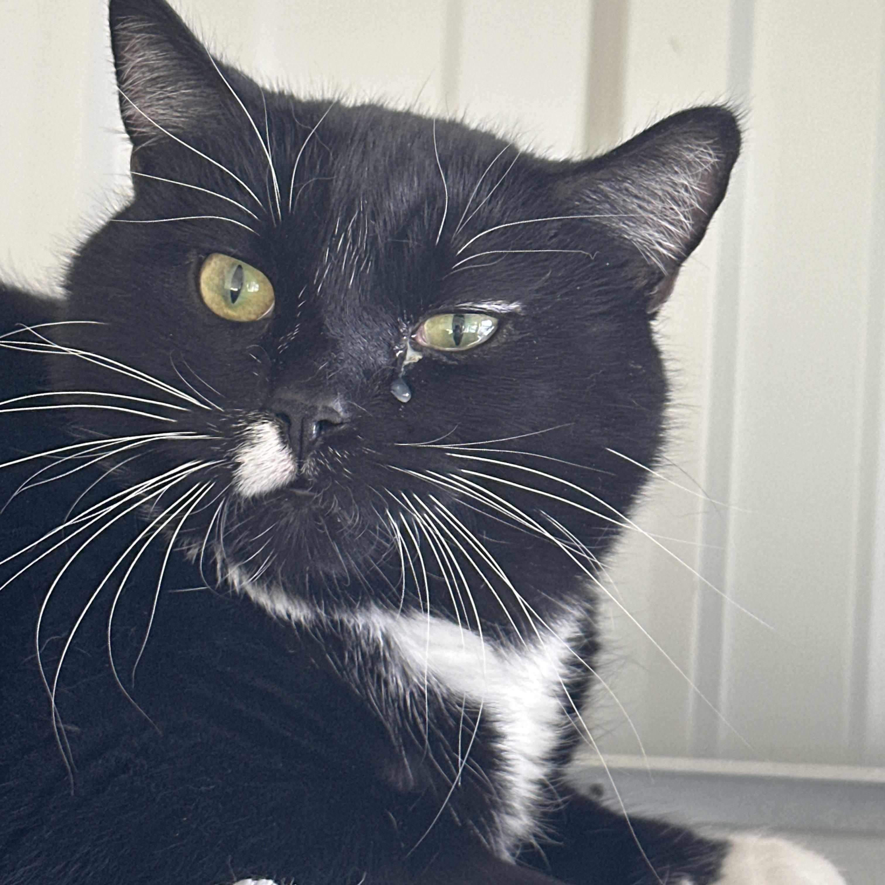 Enlarge Monkey, a ADOPTABLE Domestic Short Hair in Mauston, WI image 2/2