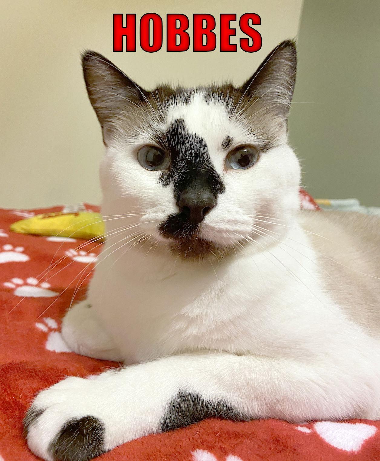 Hobbes, Adoptable, Senior Male Snowshoe.