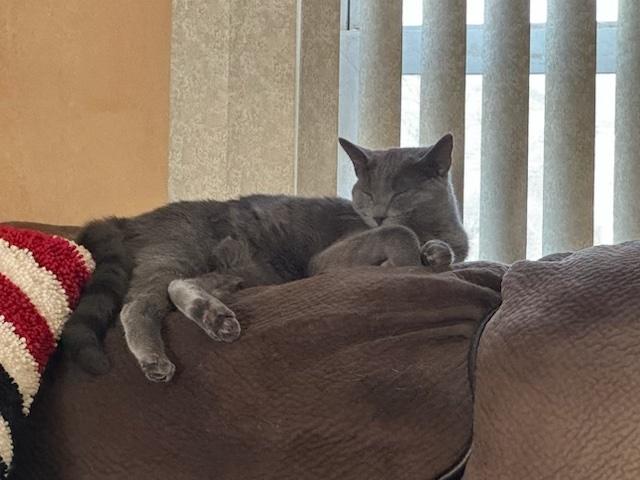 Enlarge Lunin, an adoptable Domestic Short Hair in Washington Grove, MD image 2/5