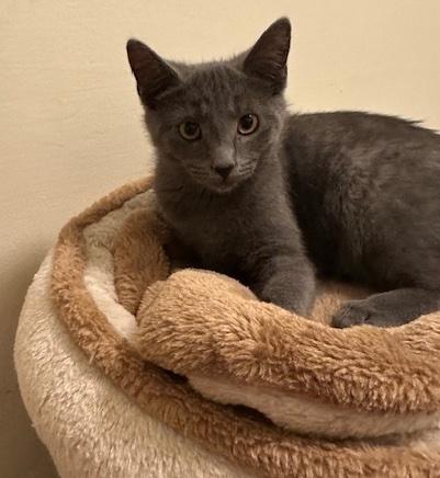 Lunin, Adoptable, Kitten Female Domestic Short Hair.